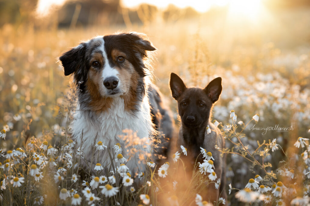 Australian Shepherd und Malinois Welpe, Hundeschule, Chemnitz, Sachsen, Hundetraining, Hundetrainer, FuRelation, Hundeschule Chemnitz, Fabienne Winkler, Hundetrainer, Hundetrainerin Chemnitz, Hundetraining Fabienne Winkler, FuRelation Rezensionen, Hundeschule FuRelation