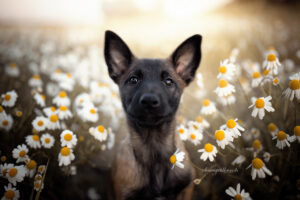 Malinois, Hundeschule, Chemnitz, Sachsen, Hundetraining, Hundetrainer, FuRelation, Hundeschule Chemnitz, Fabienne Winkler, Hundetrainer, Hundetrainerin Chemnitz, Hundetraining Fabienne Winkler, FuRelation Rezensionen, Hundeschule FuRelation