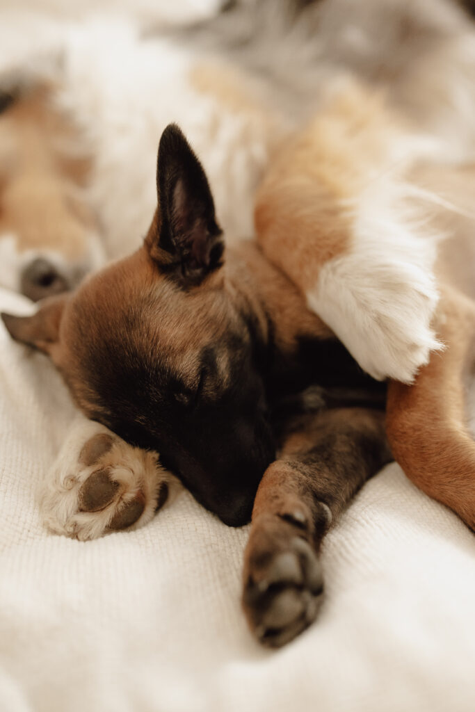 Malinois Welpe, Hundeschule, Chemnitz, Sachsen, Hundetraining, Hundetrainer, FuRelation, Hundeschule Chemnitz, Fabienne Winkler, Hundetrainer, Hundetrainerin Chemnitz, Hundetraining Fabienne Winkler, FuRelation Rezensionen, Hundeschule FuRelation