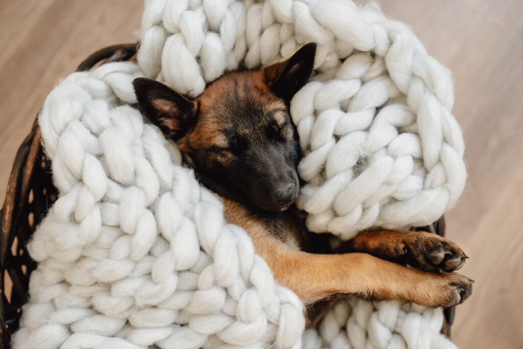 Malinois Welpe, Belgischer Schäferhund, Hundeschule, Chemnitz, Sachsen, Hundetraining, Hundetrainer, FuRelation