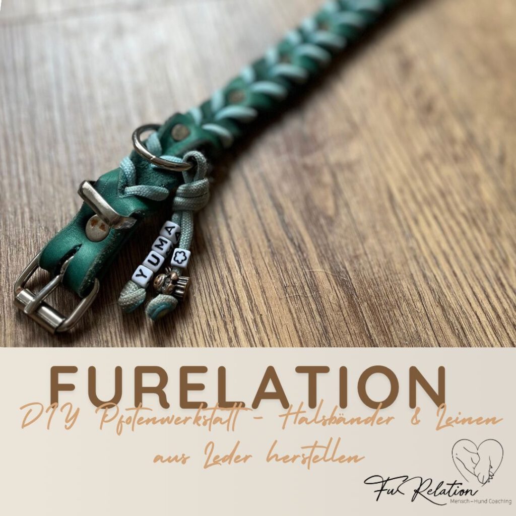 DIY, Hundehalsband, Halsband, Leine, Leder, selfmade, Halsband und Leine,