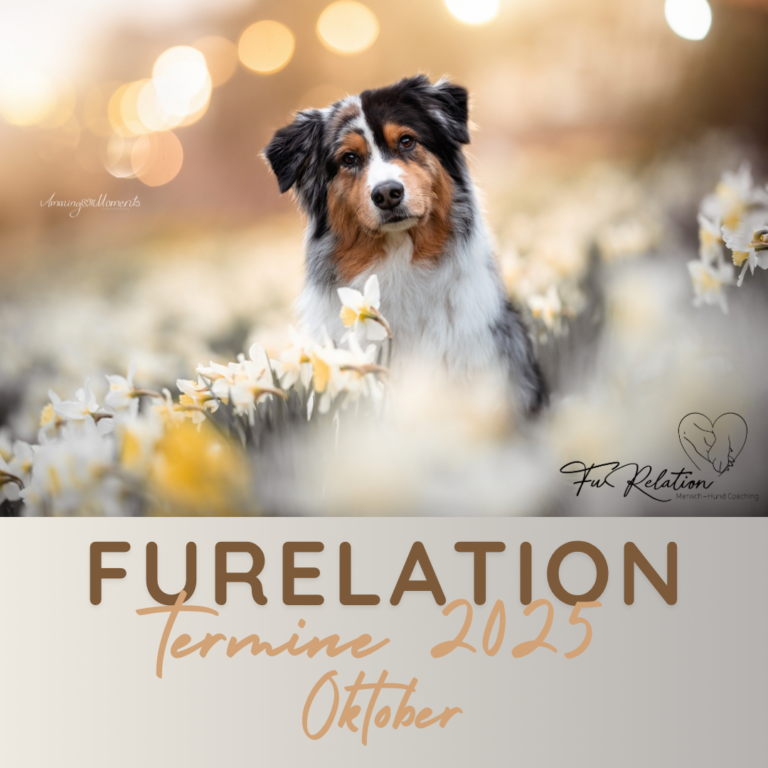 FuRelation, Hundeschule Chemnitz, Hundetraining Chemnitz, Fabienne Winkler, Hundeführerschein, Online Hunde Training