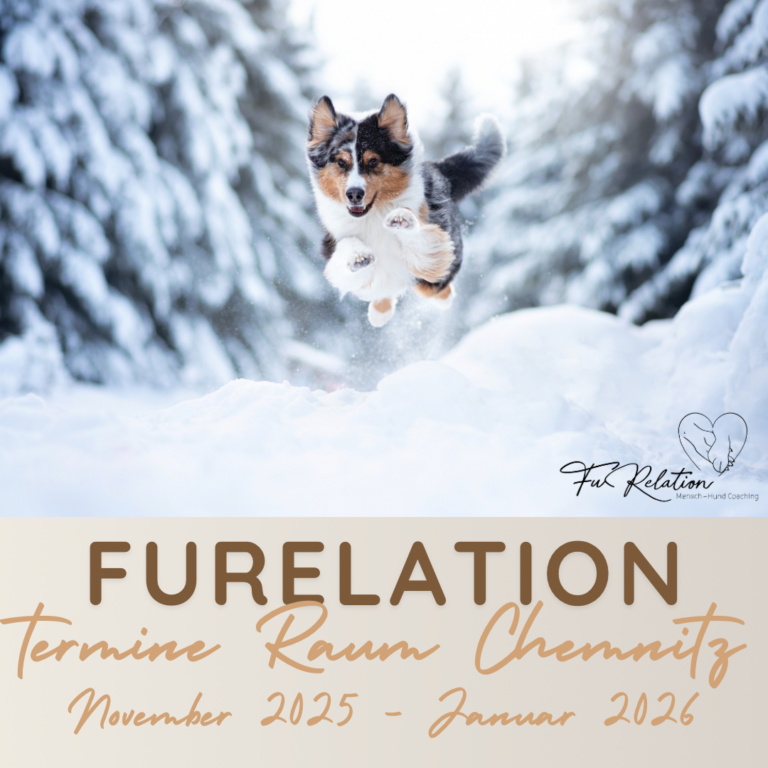 FuRelation, Hundeschule Chemnitz, Hundetraining Chemnitz, Fabienne Winkler, Hundeführerschein, Online Hunde Training