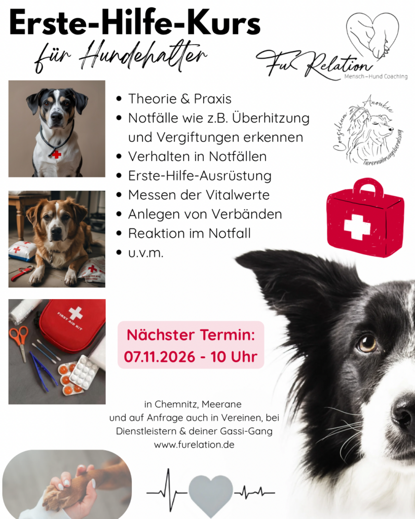 Erste-Hilfe-Kurs für Hundehalter